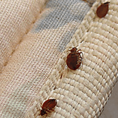 Bed Bugs