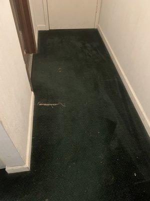 Torn, smelly carpet