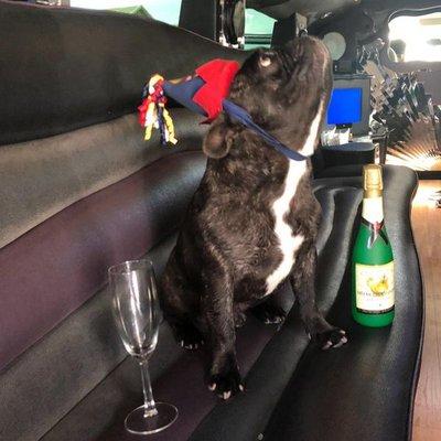 Our cute Frenchie inside our LImo