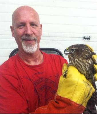 Jarrod with a captured hawk that got itself trapped in a big box retail store.