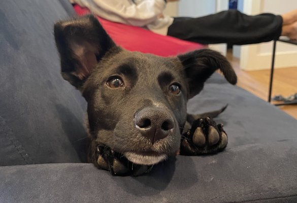 A happy pup after coming home from the vet for some routine shots!