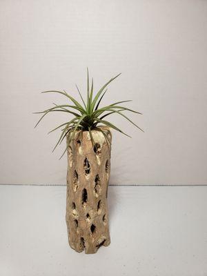 Breath of Air Plants