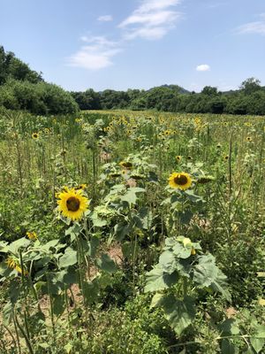 Forks of the River Park