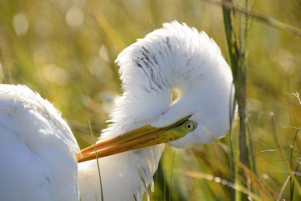 American Egret