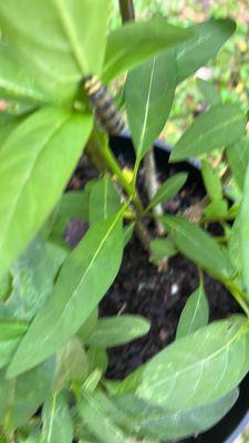 Milk weed and a monarch caterpillar