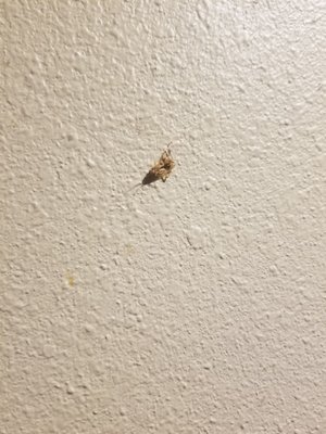 Dead roach stuck to the wall