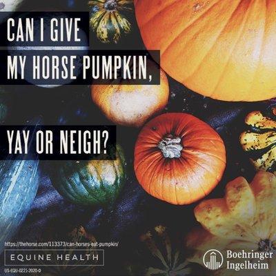 You may have many questions on what your horse's diet should be this season. We can help! Give us a call today