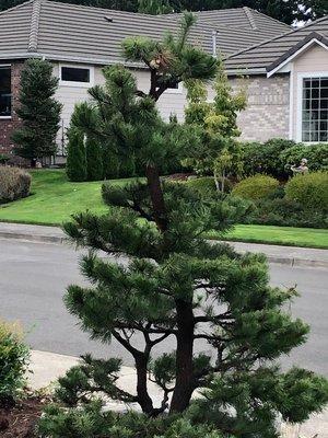 Cloud pruned black pine