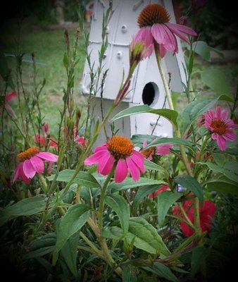 Seven Petals Garden