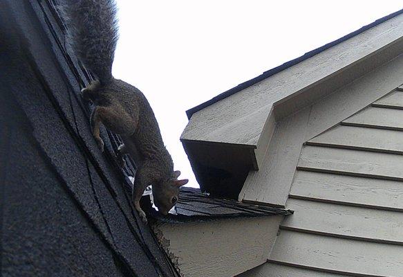 squirrels in the attic