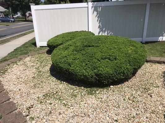 Trimming bushes