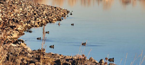 Ducks in winter