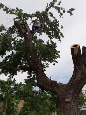 Safe Tree Removal