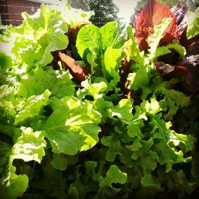 Spring lettuce