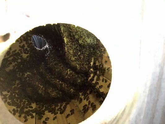 Live Bee Removal of Wild Bees in an Electrical Wire Spool in the Permian Basin Oilfield!