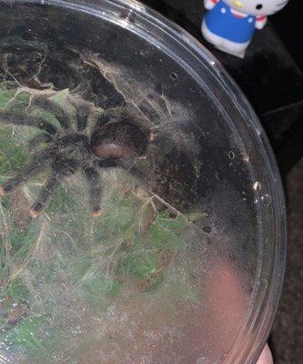 This is my baby Irelia (avicularia avicularia) I purchased from them :) my boyfriend got a gorgeous avicularia purpurea!