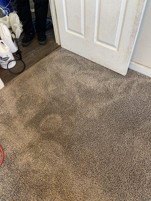 (After) Carpet clean - the black carpet stains in entryway are over 90% removed.