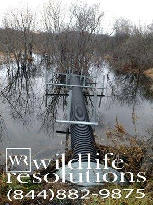 Water control structure allowing beavers and humans to coexist