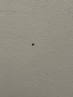 Dried blood on the wall in the exam room