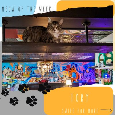 Watch for the MEOWs of the week