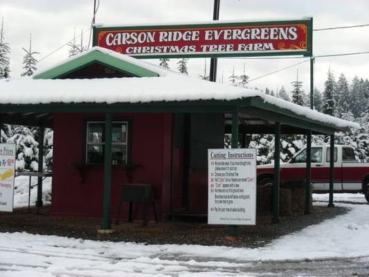 Carson Ridge Evergreens