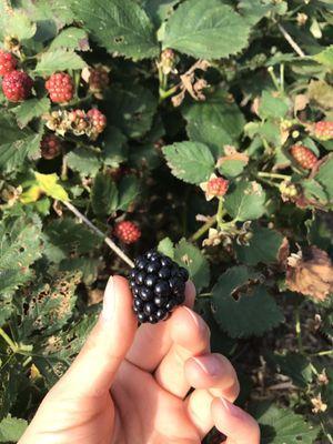 Found a ripe blackberry!