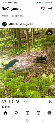 Off leash playing in the woods!