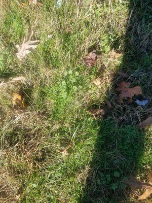 Weeds and sparse grass