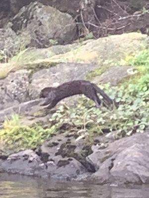 Correction!  Saw a three Mink following each other along the shore, 8/01/2021.