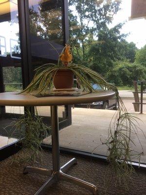 Happy houseplant beautifies the lobby