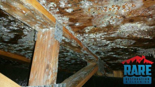 Crawlspace Mold Remediation - Monument CO