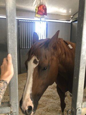 My mare Dr. Byrne took care of, this was when she was feeling yucky but got her right on fluids and she was 100% after a few days!