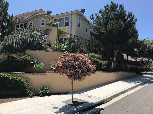 Urban Landcare - La Jolla Commercial & Residential Landscape