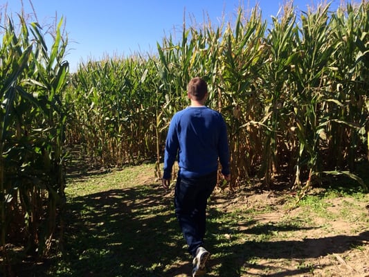 Lost in the corn maze!