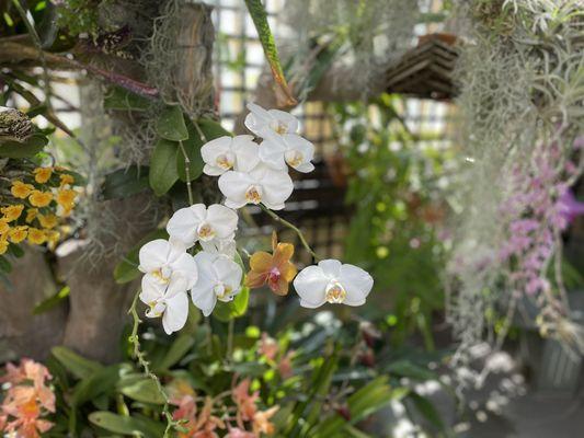 Orchid room