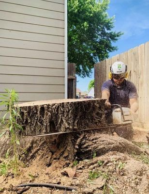 No stump is too big too to cut!