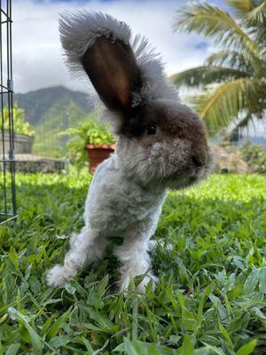 Nivens our Angora Bunny