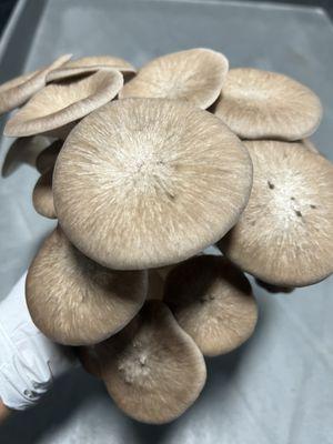 Organic Black King Mushroom