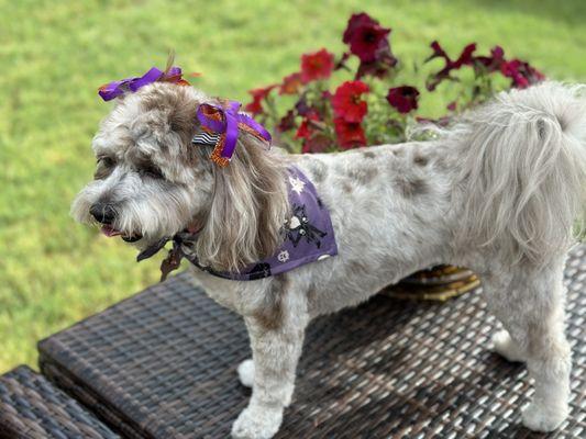 Pebbles after her Oct appt with Kirstyn.