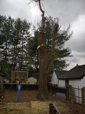 Tree Removal