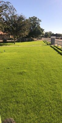 This is Rye grass we installed, took the picture right before I mowed it.