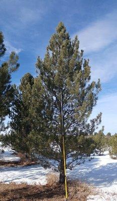 Austrian Pine