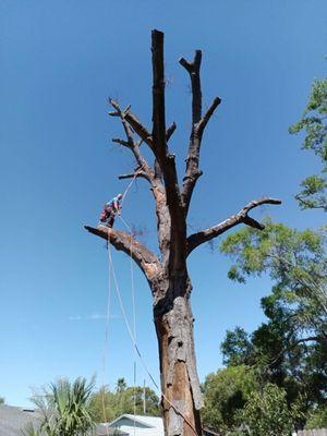 A Southern Style Tree Service