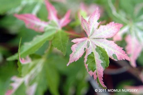 Variegated beauties to brighten up your landscape