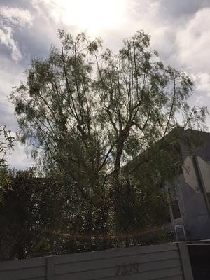 Tree Trimming in Venice