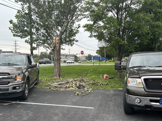 Tree trimming