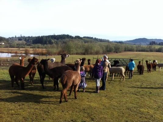 Meeting the alpacas in their pasture.