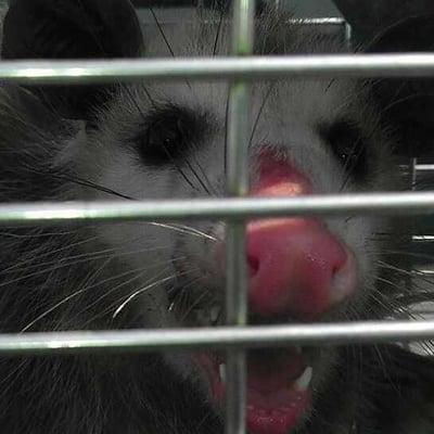 Possum relocated from a home at Tour 18