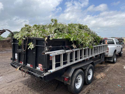 Chop the top branches to save $$$.