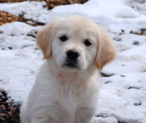 We breed English Type Golden Retrievers and Train ANY puppy!